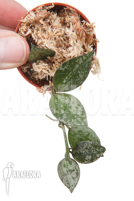 Hoya lacunosa ‘Silver leaves’
