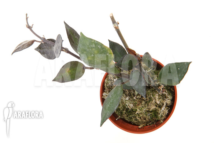 Hoya lacunosa ‘Silver leaves’ Type B