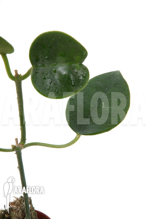 Hoya lauterbachii