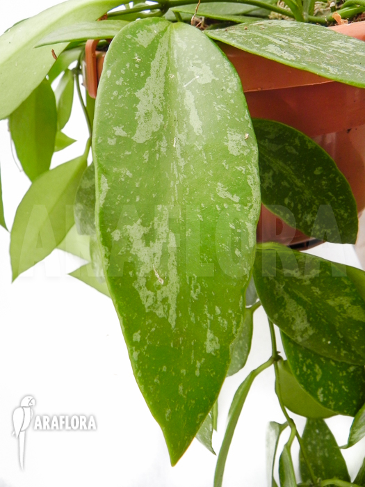 Hoya memoria Fomerly gracilis