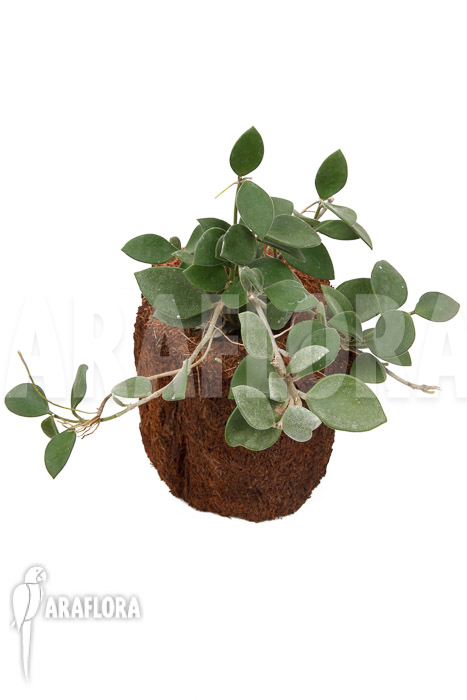 Hoya nummularioides ‘M’