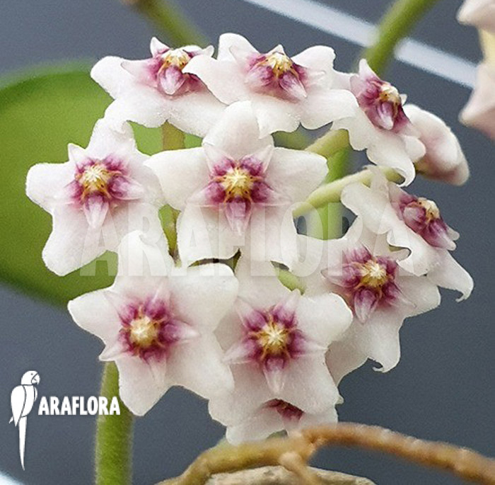 Hoya nummularioides ‘S’ flower