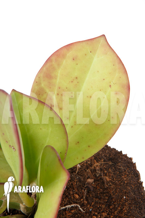 Hoya pachyclada ‘Pink Leaf’