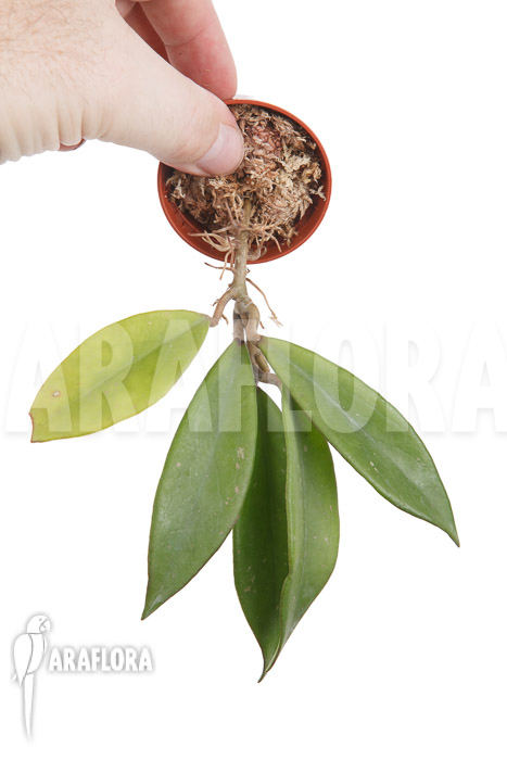 Hoya pubicalyx ‘Royal Hawaii purple’