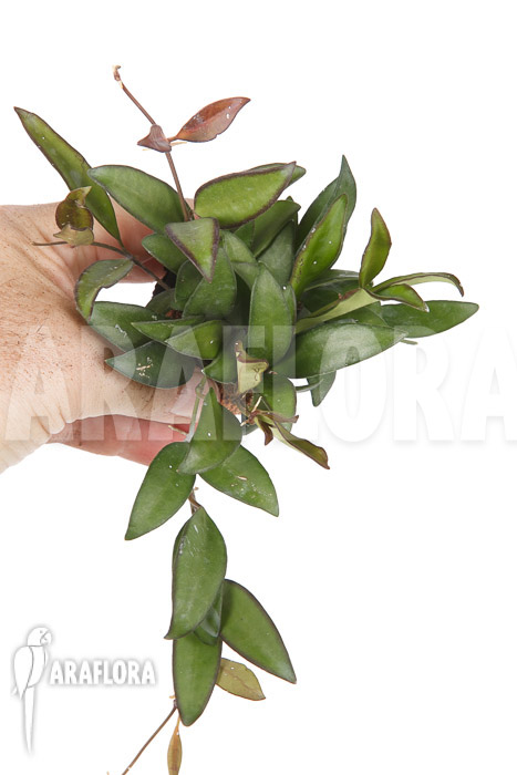 Hoya ‘Rosita’ ( wayetii x tsangii)