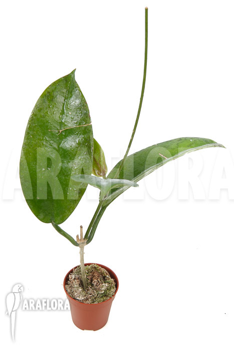 Hoya sp ‘ut 029’