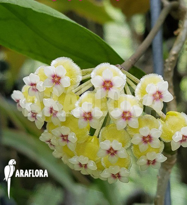Hoya species ‘Perak srg 3227’ flower