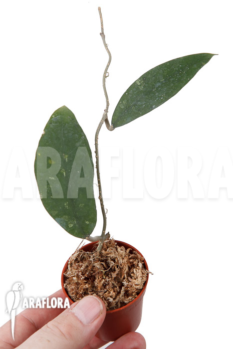 Hoya species ‘UT 168’