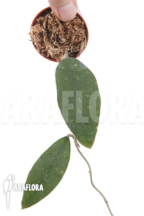 Hoya species ‘UT 168’