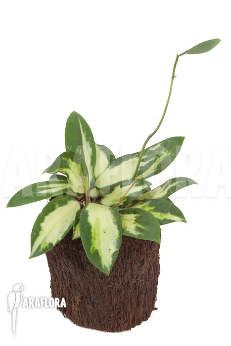 Hoya verticilata variegata