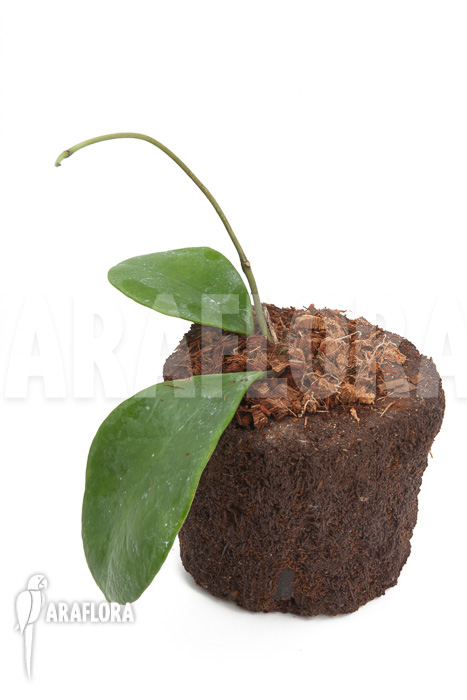 Hoya vitellina
