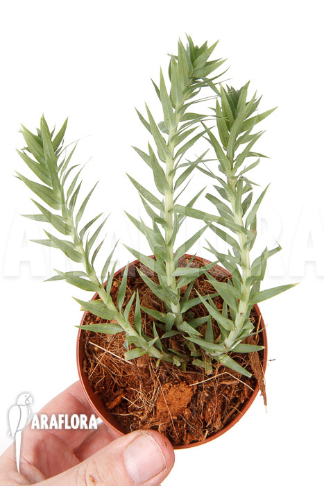 Huperzia ‘Lycopodium’ goebelii ‘S’