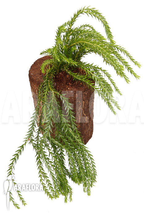 Huperzia ‘Lycopodium’ phlegmaria ‘XL’