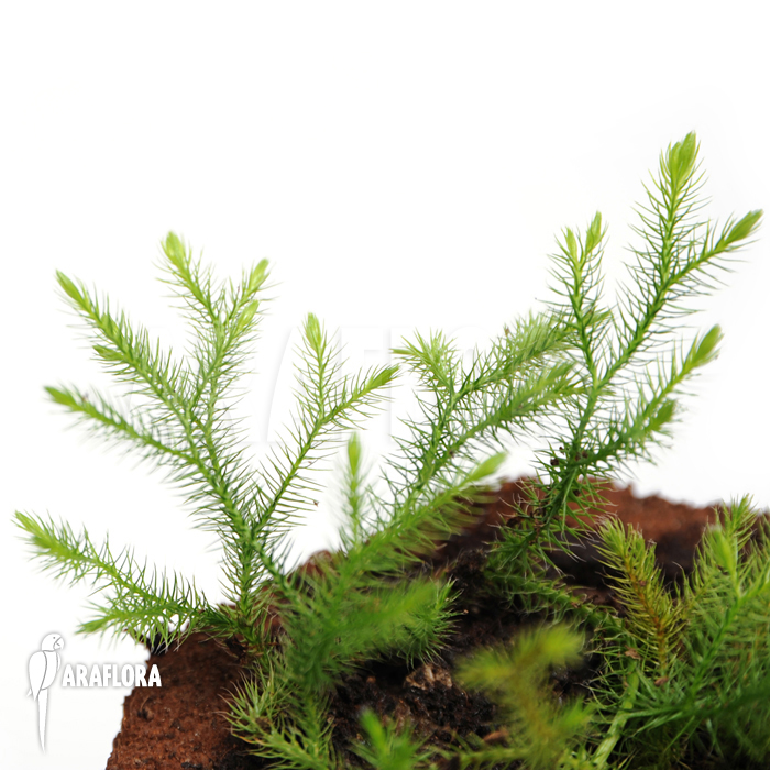 Huperzia ‘Lycopodium’ pinifolia