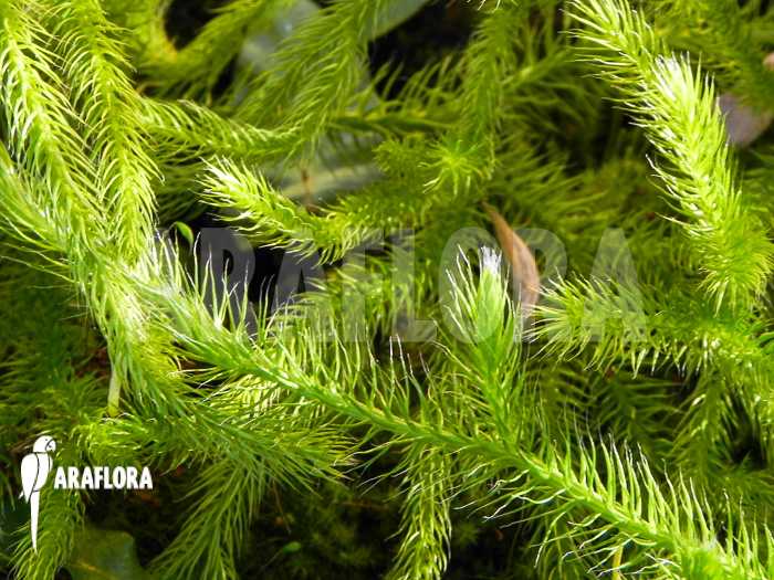 Huperzia ‘Lycopodium’ pinifolia