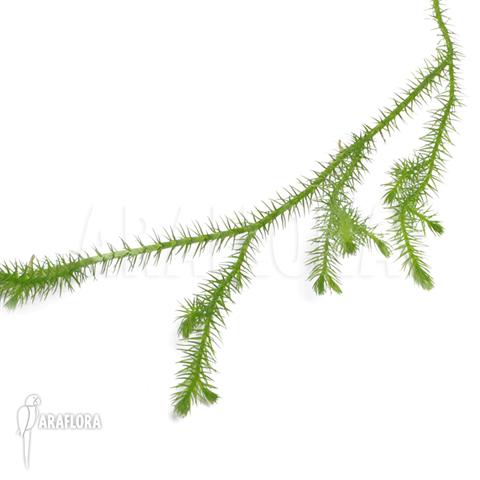 Huperzia ‘Lycopodium’ pinifolia ‘Small’