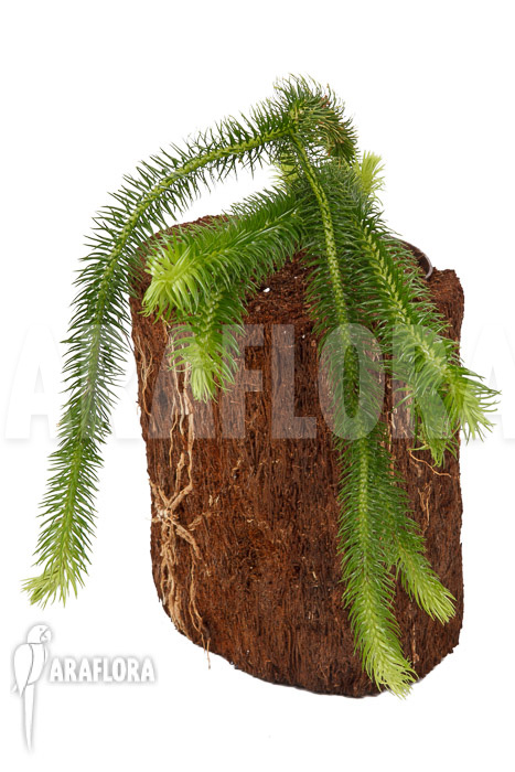 Huperzia ‘Lycopodium’ squarrosum XL