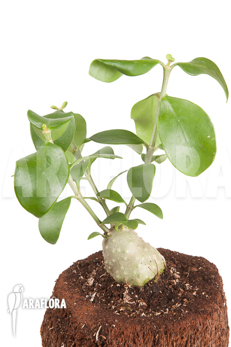 Hydnophytum cf. mosleyanum ‘S’