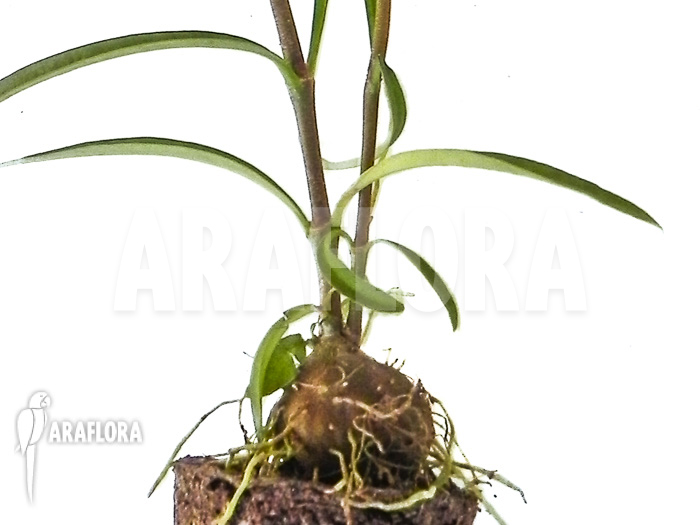 Hydnophytum perangustum ‘Needle Leaf’ ‘Starter’