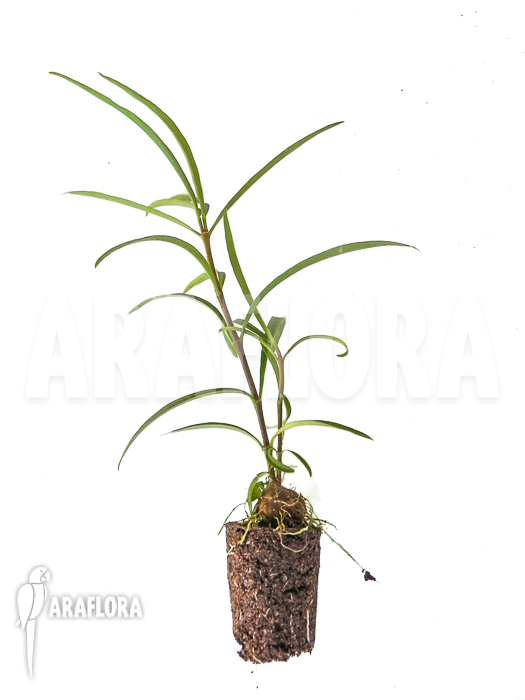 Hydnophytum perangustum ‘Needle Leaf’ ‘Starter’