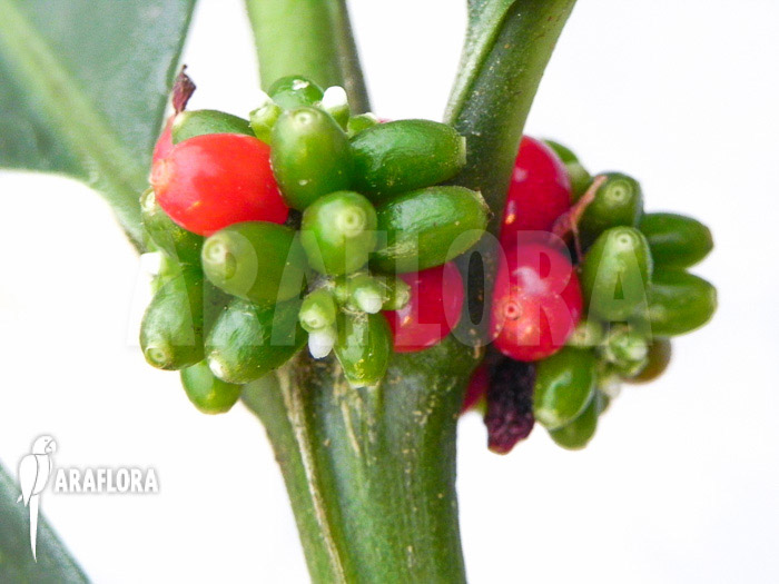 Hydnophytum simplex ‘XL’ fruit