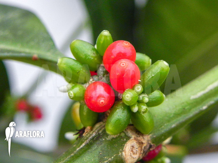Hydnophytum simplex ‘XL’ fruit