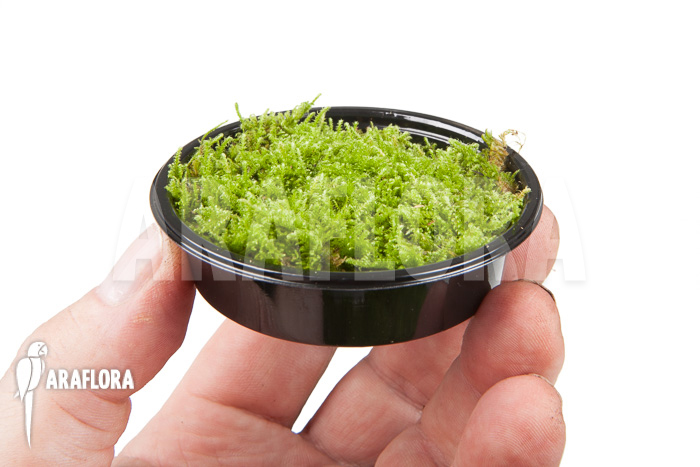 Hypopterygium species