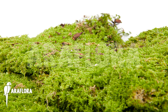 Hypopterygium species