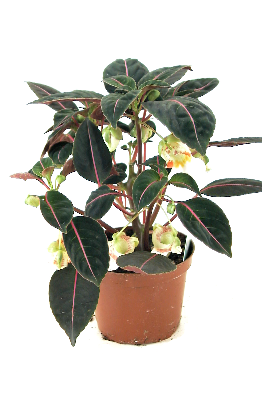 Impatiens morsei