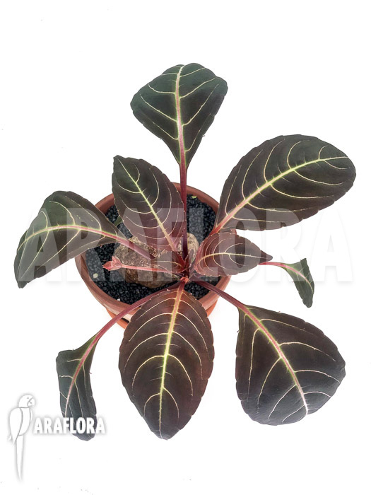 Impatiens phengklaii ‘L’