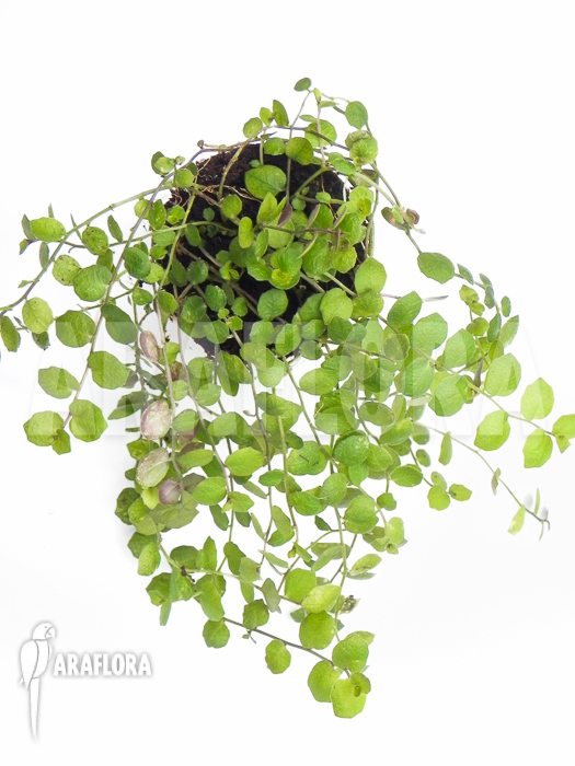 Isotoma fluviatilis plug