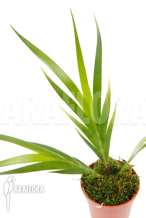 Jacquiniella equitantifolia