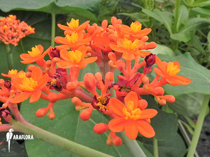 Jatropha podagrica