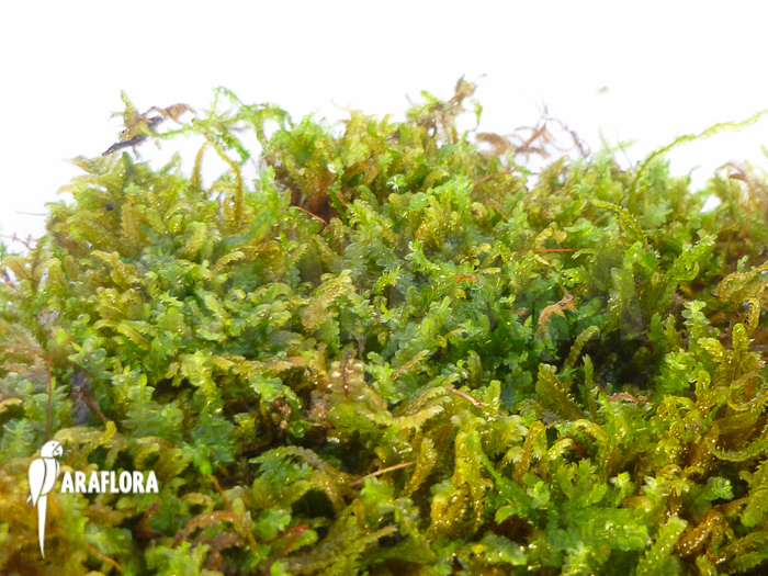 Java Mos Vesicularia dubyana small type