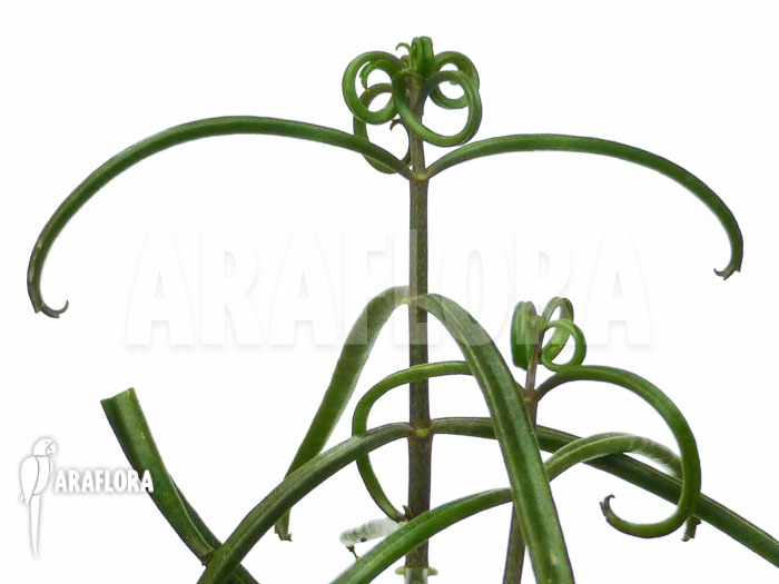 Kalanchoe beauverdii Starter