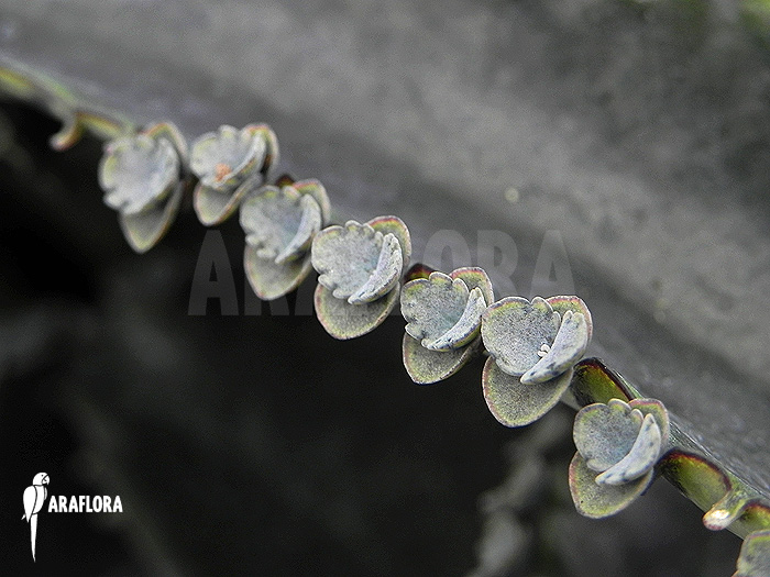 Kalanchoe daigremontiana