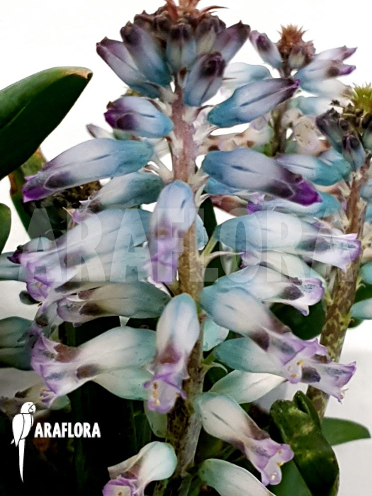 Lachenalia hybrid blue