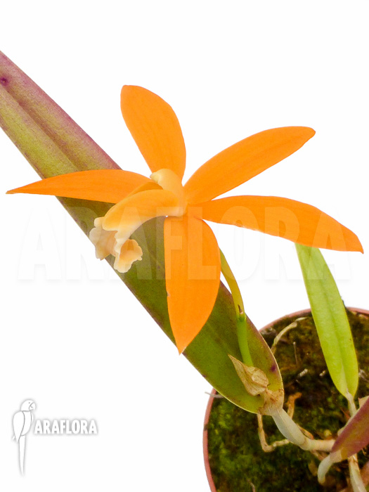 Laelia harpophylla