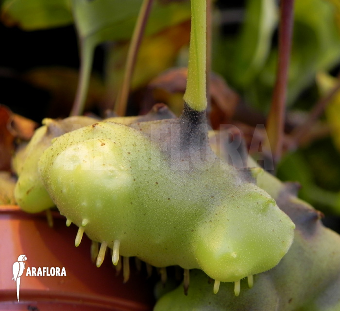 Lecanopteris burkii hybride close-up