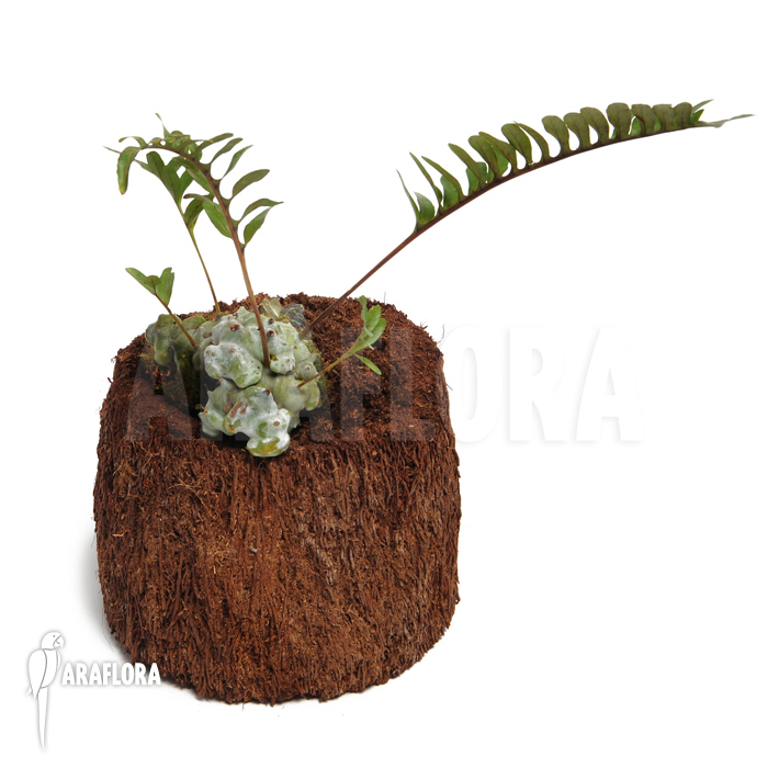 Lecanopteris burkii hybride