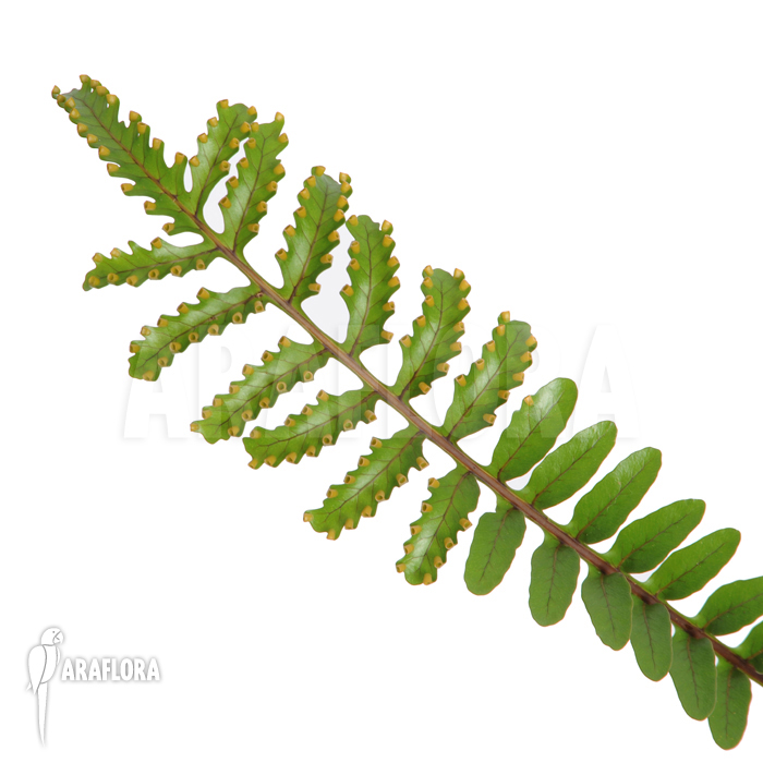 Lecanopteris burkii hybride