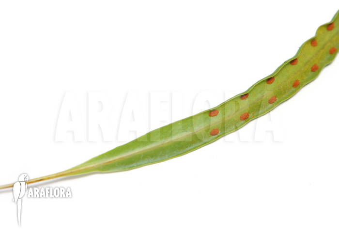 Lecanopteris sinuosa