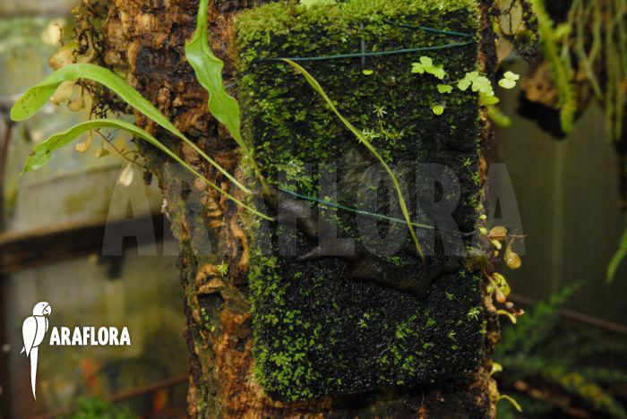 Lecanopteris sinuosa