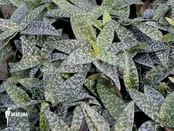 Ledebouria ‘Scilla’ pauciflora small