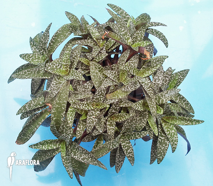 Ledebouria ‘Scilla’ pauciflora small