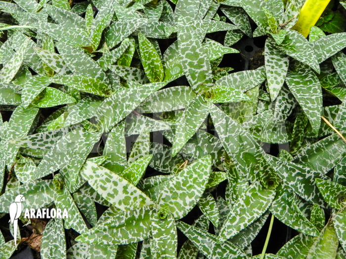 Ledebouria ‘Scilla’ pauciflora small