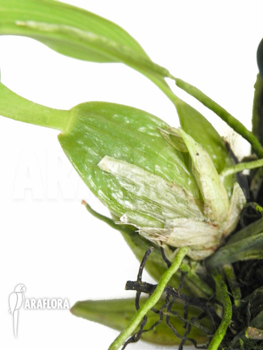 Lemboglossum ehrenbergii