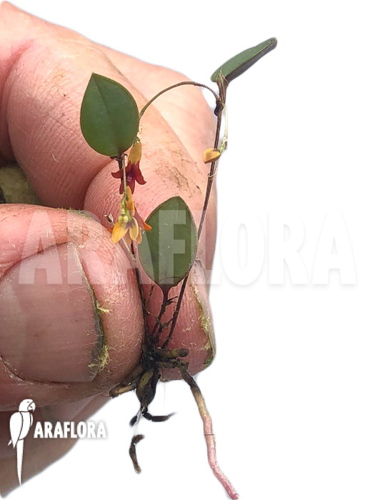 Lepanthes domingensis