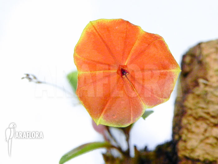 Lepanthes telipogoniflora