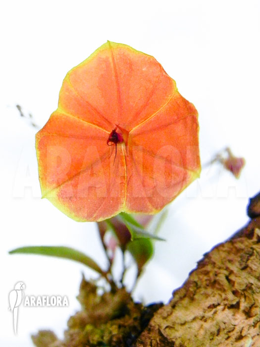 Lepanthes telipogoniflora